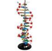 Mô hình cấu trúc không gian ADN (L10)